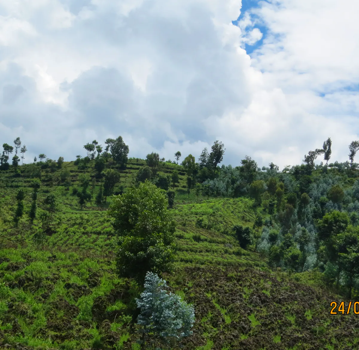 Reforestation Technical Assistant | Volunteer in Rwanda 2025
