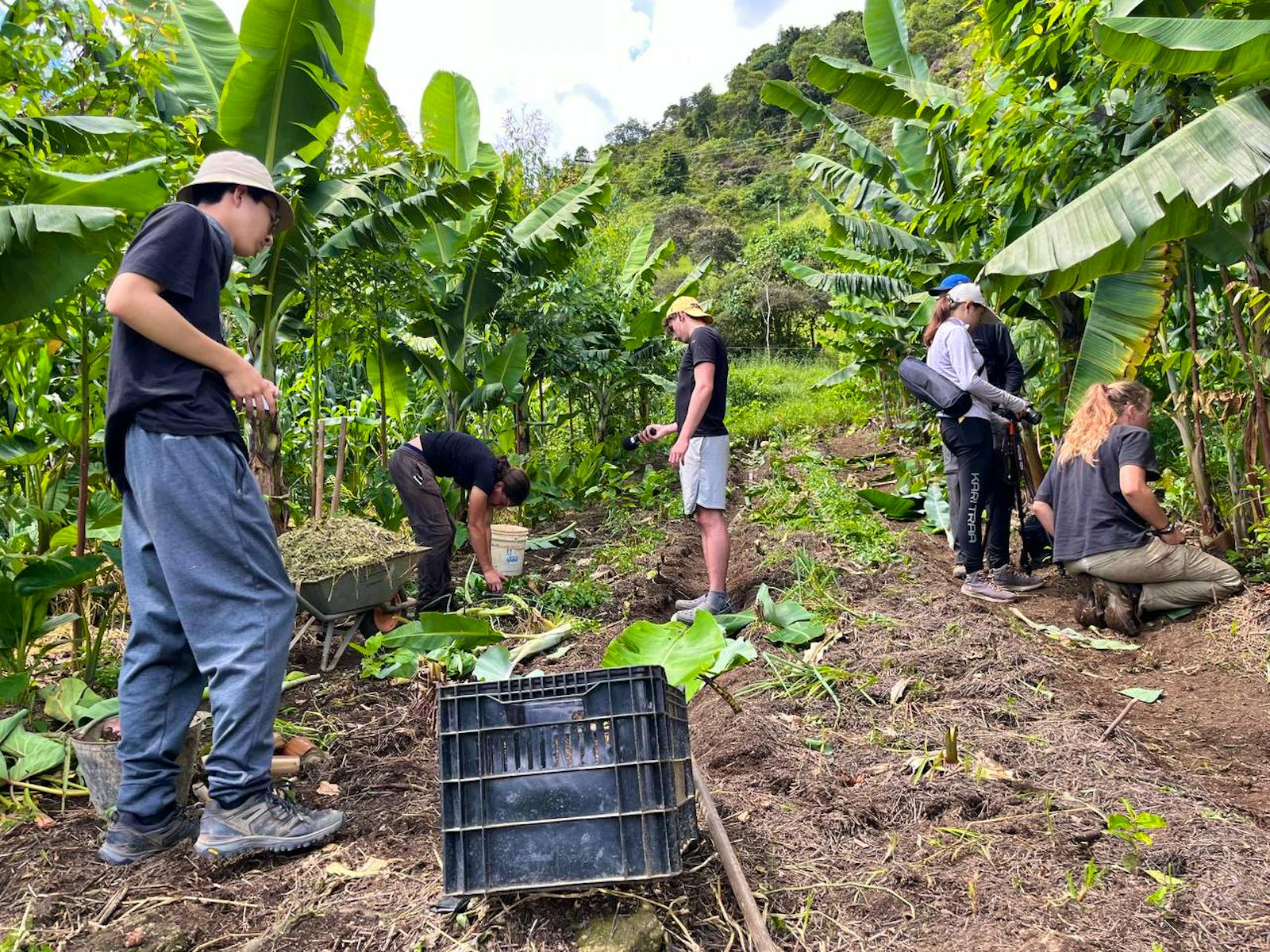 short-term-in-a-self-sustaining-eco-farm-fais-du-b-n-volat-en-br-sil-2023