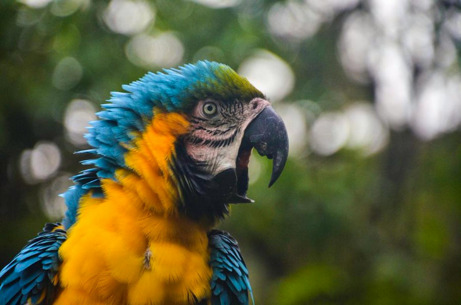 Animal Rehabilitation & Rainforest Conservation | Volunteer in Ecuador 2024