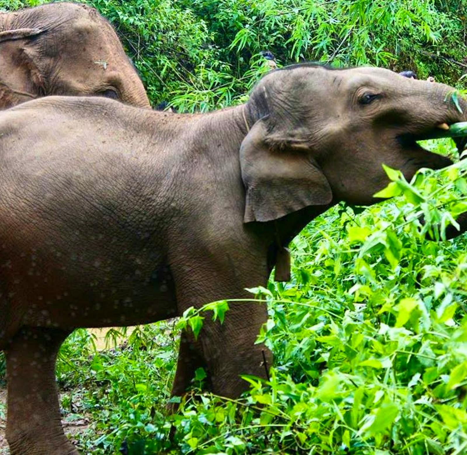 Photography Internship | Volunteer in Thailand 2024