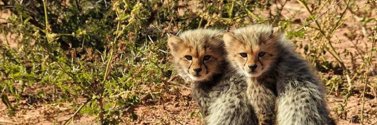 ▷ Cheetah Sanctuary in South Africa Conservation 2025