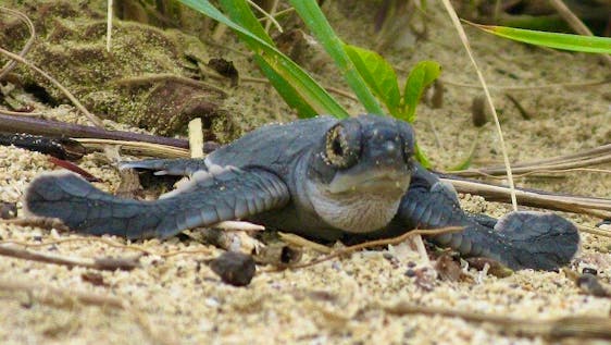  Save Turtles - South Tortuguero