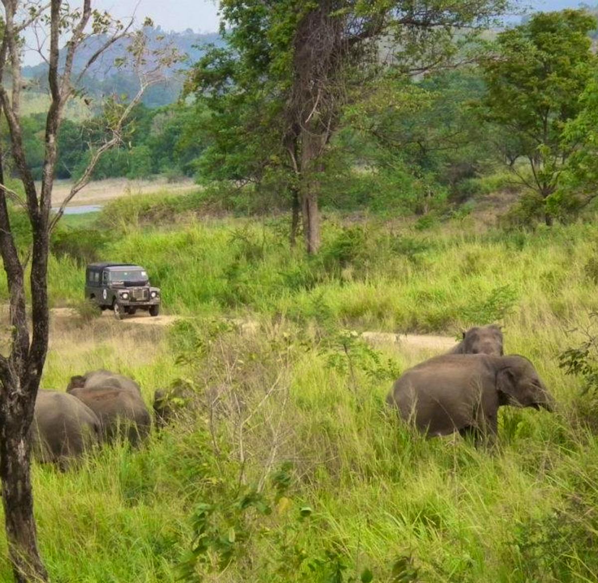 Elephant Conservation | Volunteer in Sri Lanka 2024