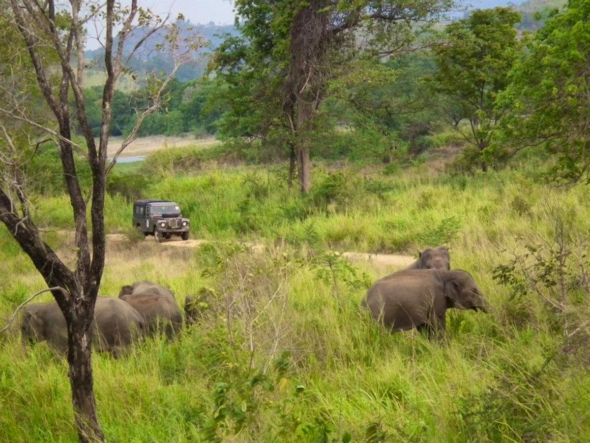 Elephant Conservation | Volunteer in Sri Lanka 2024