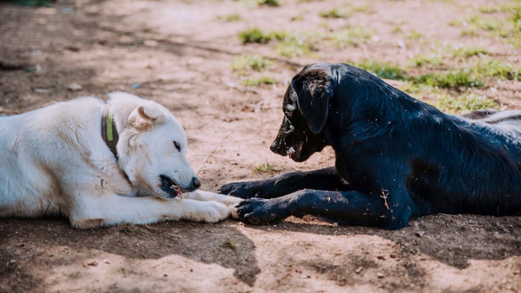 Animal Care Helper Volunteer In Croatia