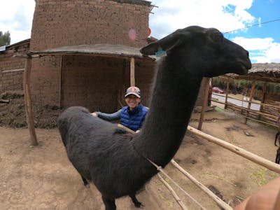 Peruvian woman with llama alpaca - Foto de Peru, América do Sul