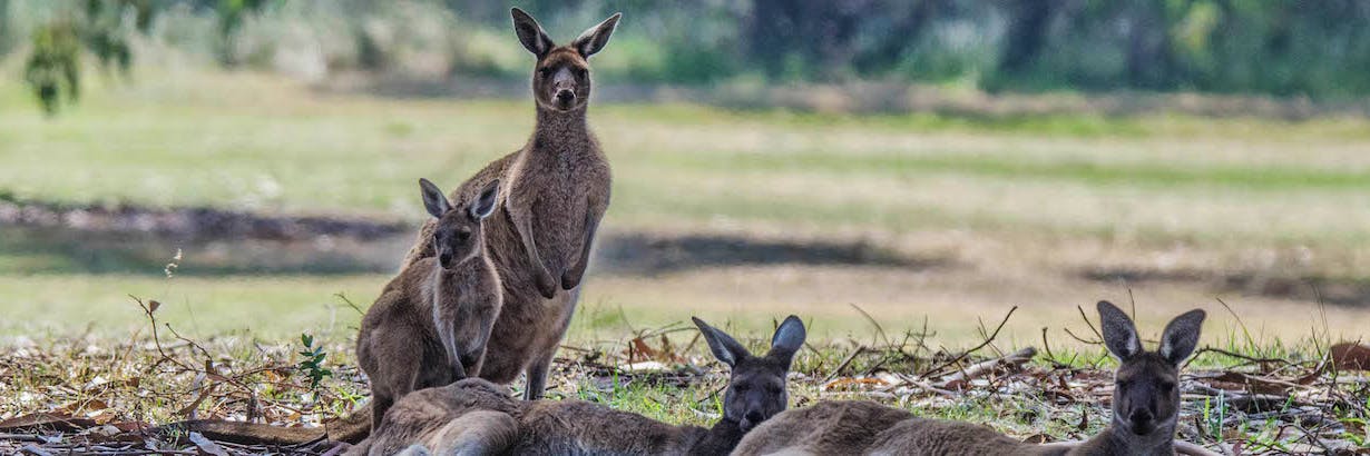 Freiwilligenarbeit Mit Wildtieren Tierschutzprojekte 21 Volunteer World
