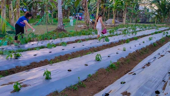 Volunteer Mentor for Organic Farming