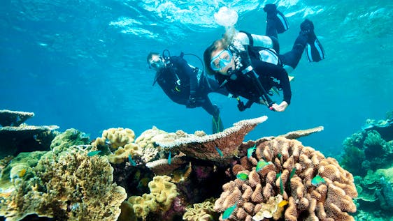 La Grande Barrière de Corail Great Barrier Reef Conservation Experience