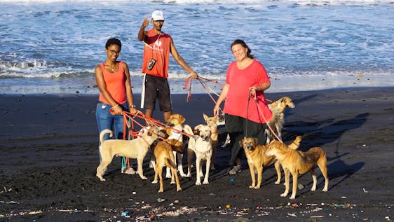 Volunteer in Cape Verde Dog walker