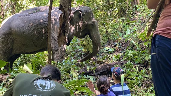 Voluntariado com Elefantes Asiáticos Ethical Elephant Experience