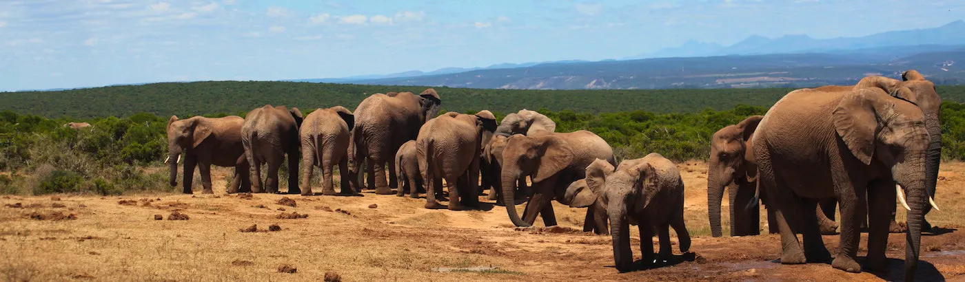 Volunteer In Africa Top 10 Programs 2020 Volunteer World