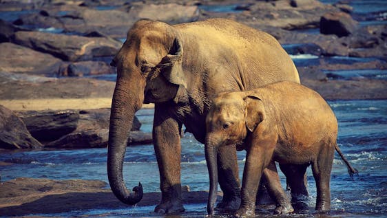 Freiwilligenarbeit mit Asiatischen Elefanten Elephant Conservation