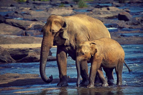  Elephant Conservation