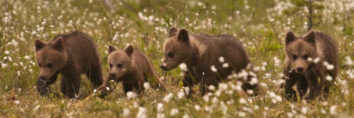 Freiwilligenarbeit Mit Tieren Im Ausland Tierschutz 21 Volunteer World