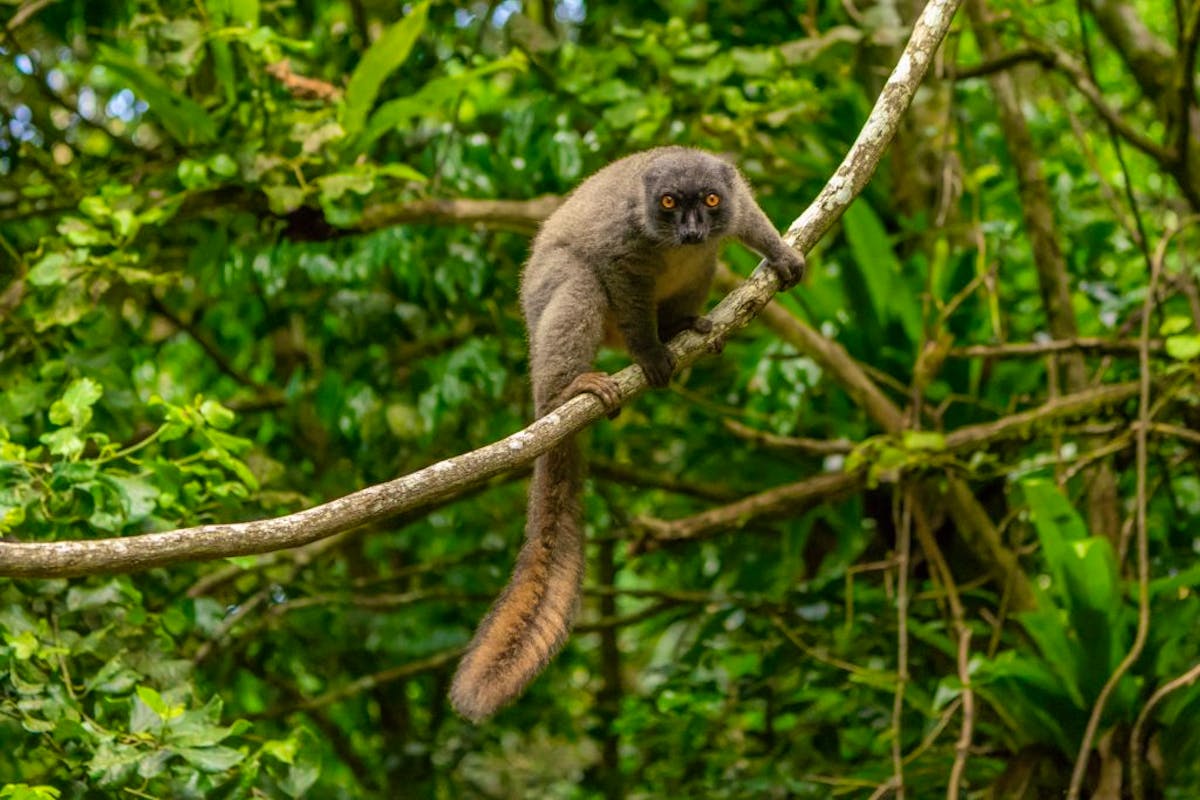 Lemur and Wildlife Conservation Expedition | Volunteer in Madagascar 2024