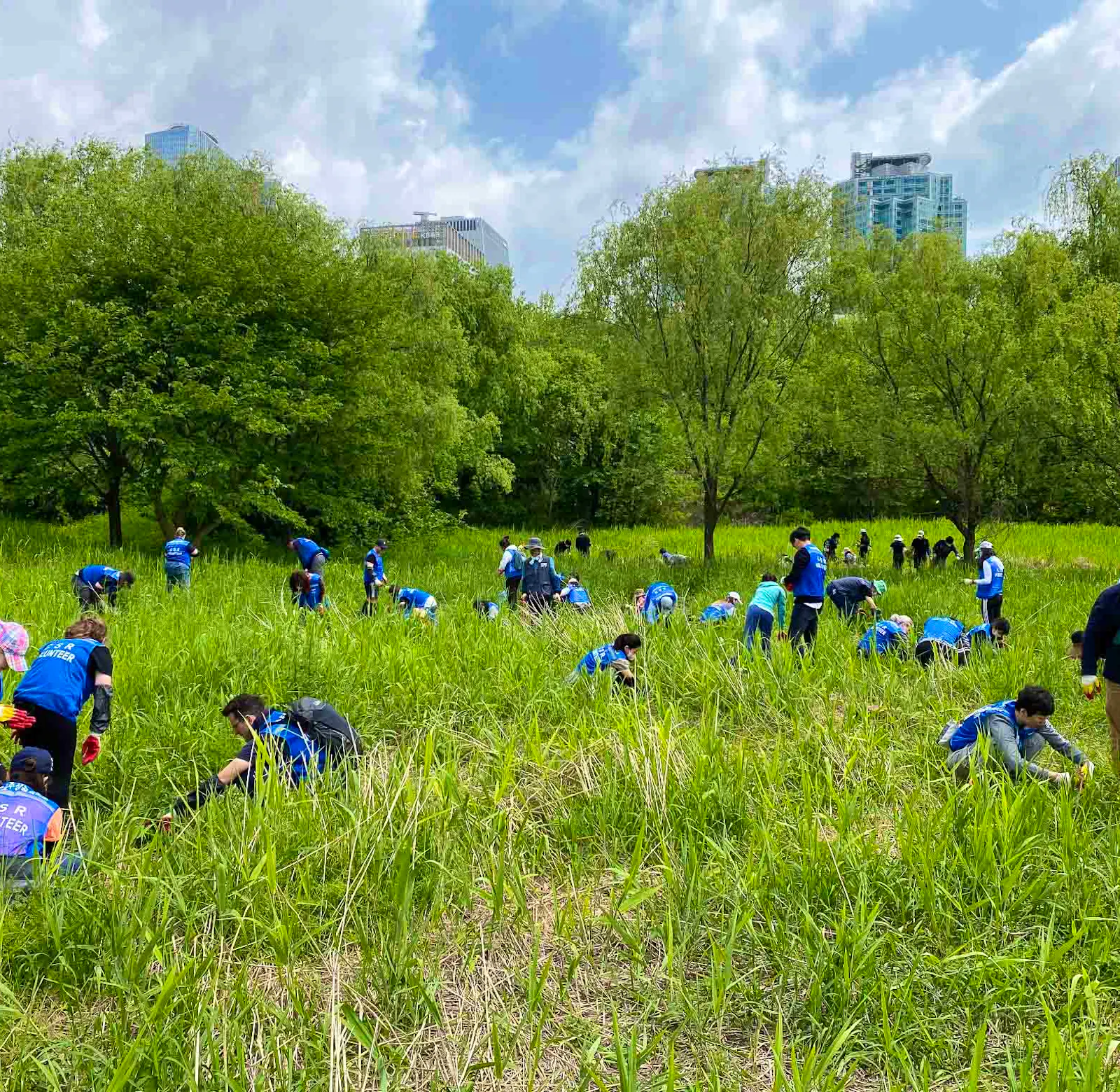Ecological Park Conservation Volunteer In South Korea 2024 ecological-park-conservation-volunteer-in-south-korea-2024