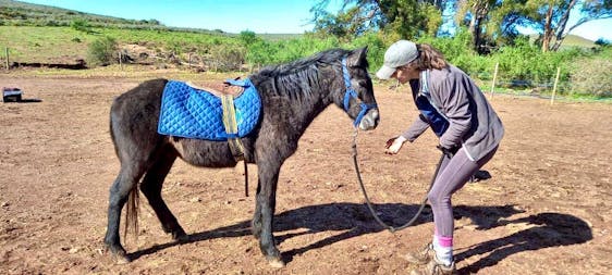  Horse Rescue and Rehabilitation