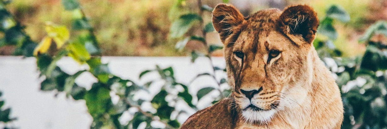 ▷ Volunteer with Big Cats Conservation Projects 2025