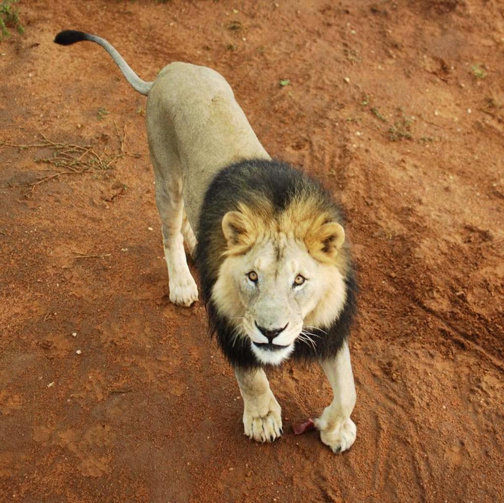 One of the many majestic wild animals on our project