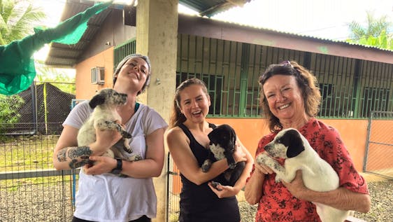 Voluntariado com Animais de Rua Support a Cat and Dog Shelter