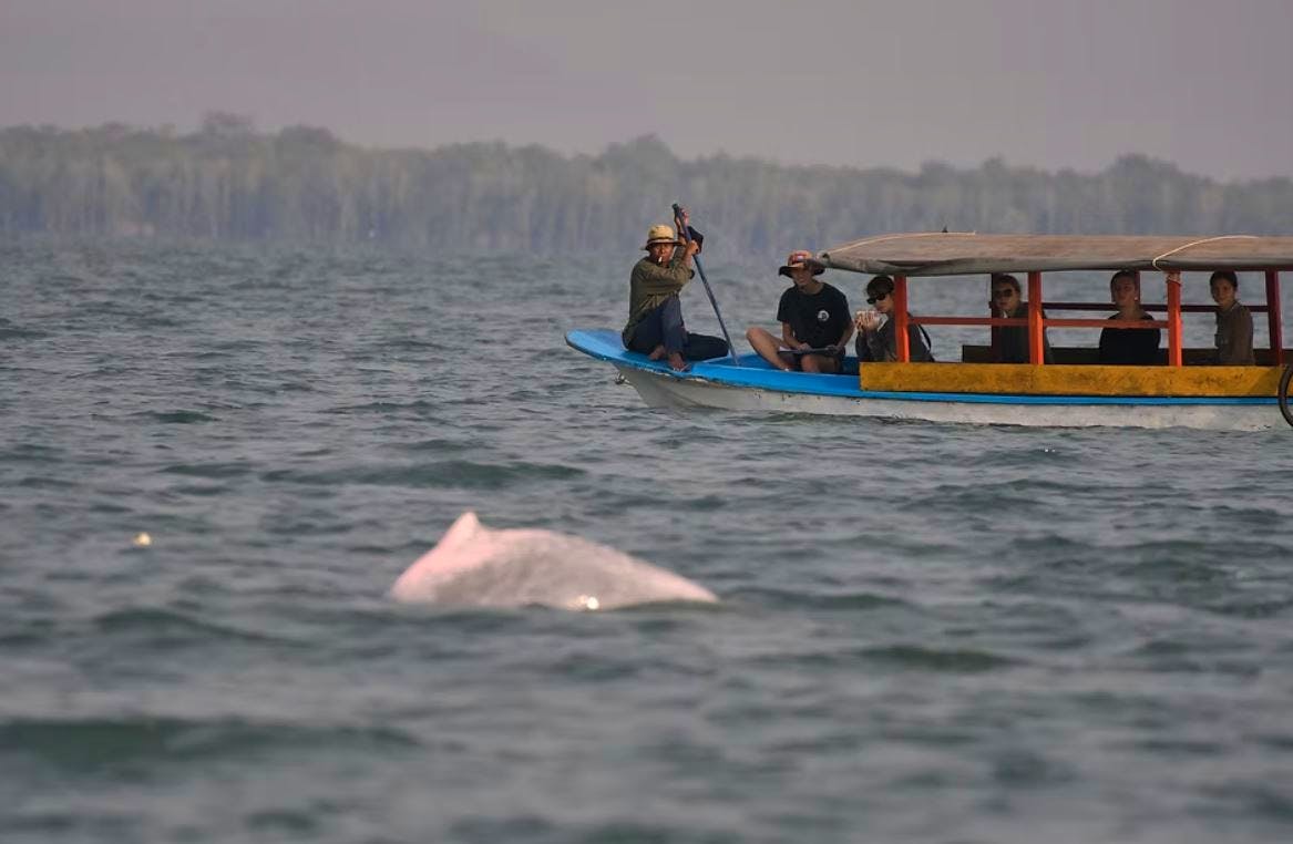 Irrawaddy dolphins, listed as Endangered on the IUCN Red List