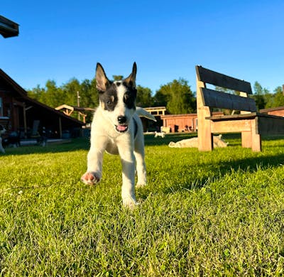 Fox Hunter Corner Jack Russell Terriers Arctic Husky Ranch