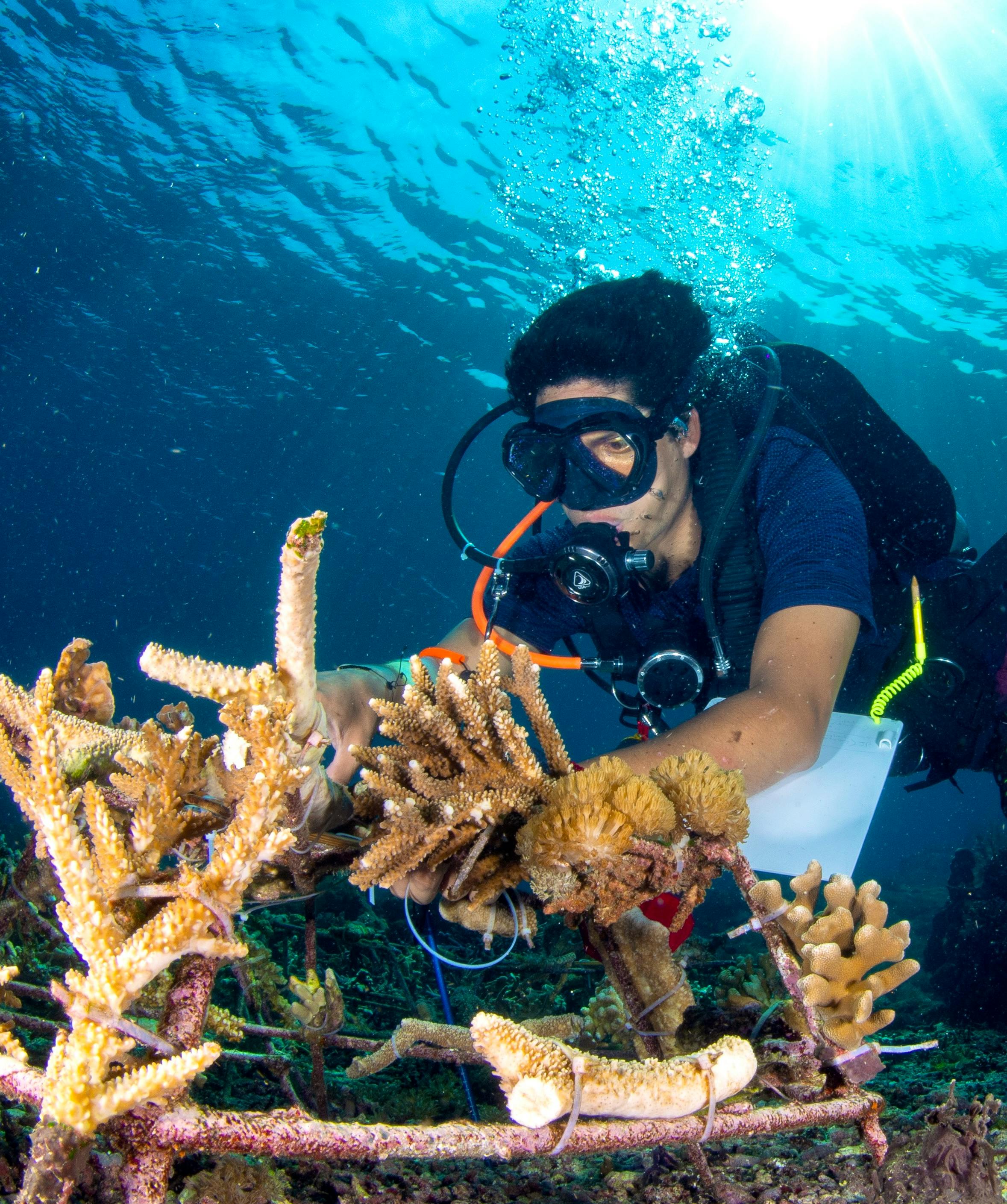 Restoration intern working on a coral structure underwater.