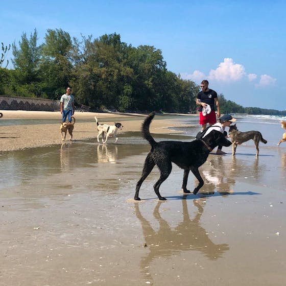 Rescue street dogs Volunteer in Thailand 2025 - Main Image