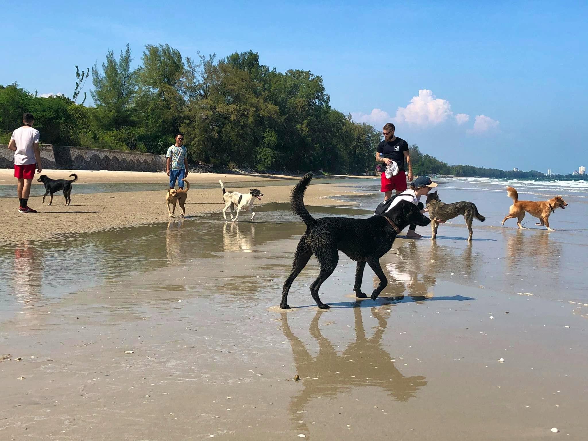 Rescue street dogs Volunteer in Thailand 2025