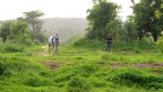 Freiwilligenarbeit in Indien A horse lovers adventure in Incredible India