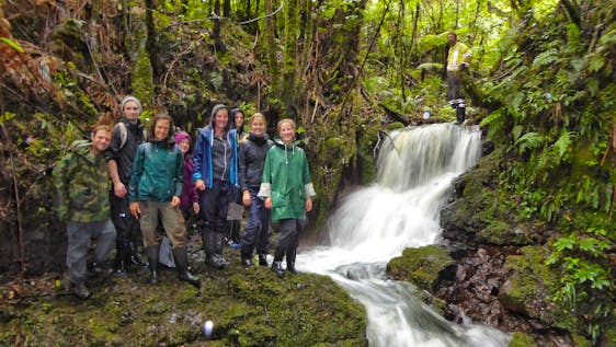 Bénévolat en Nouvelle-Zélande Native Forest Conservation Helper