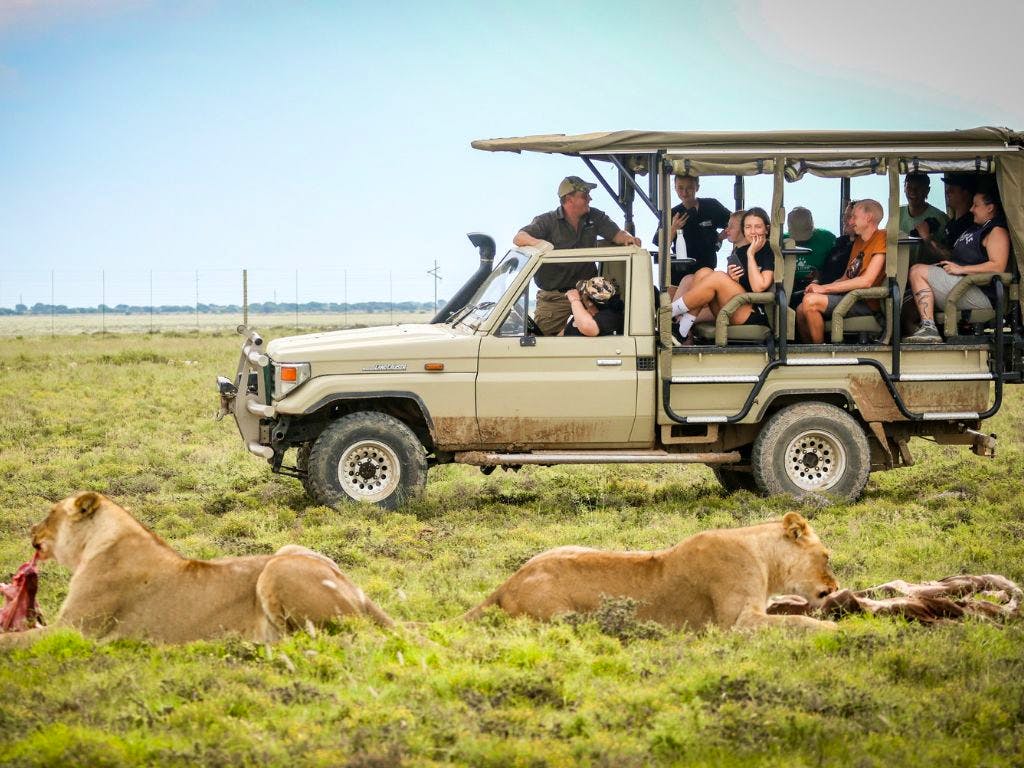 Volunteers visiting our wild pride lions with an open vehicle
