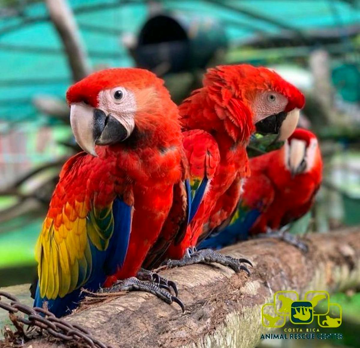 Animal Rescue Center Supporter | Volunteer in Costa Rica 2024