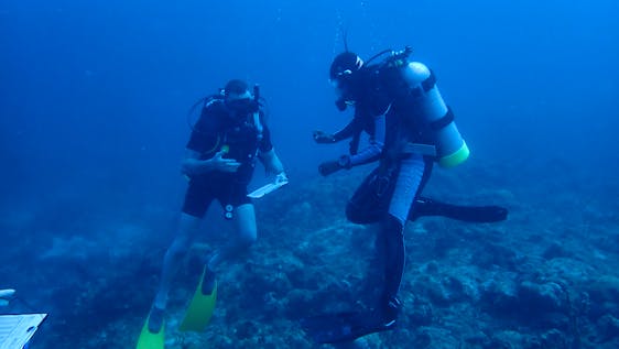 Volunteer in the Caribbean Marine Conservation Dive Master