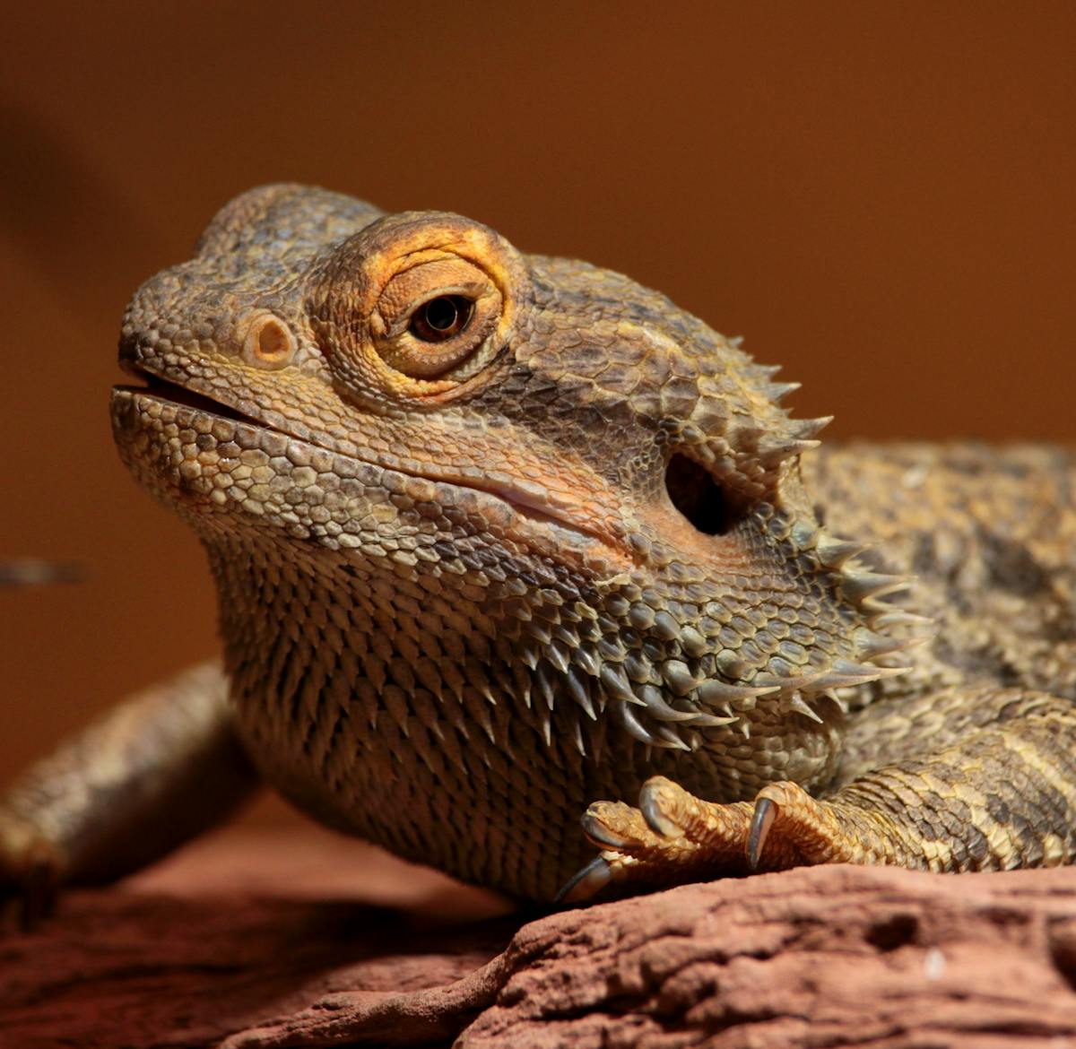 Reptile Vet Sanctuary | Volunteer in South Africa 2024