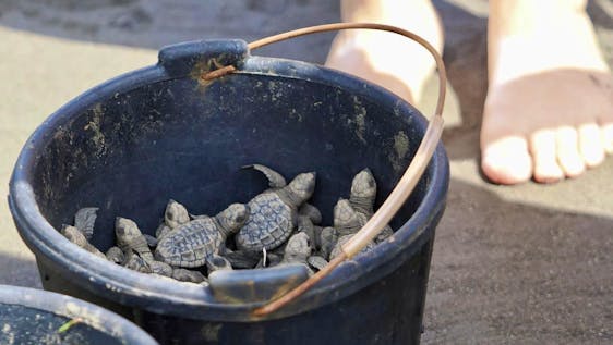 Save Turtles in Playa Hermosa