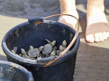  Save Turtles in Playa Hermosa
