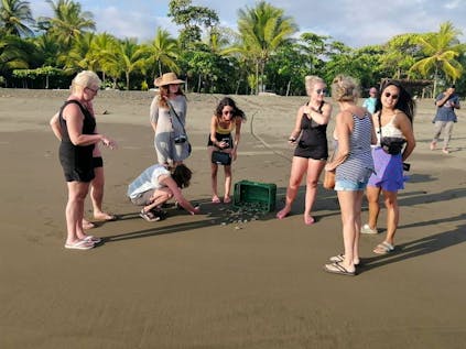  Be a Sea Turtle Conservationist in Costa Rica