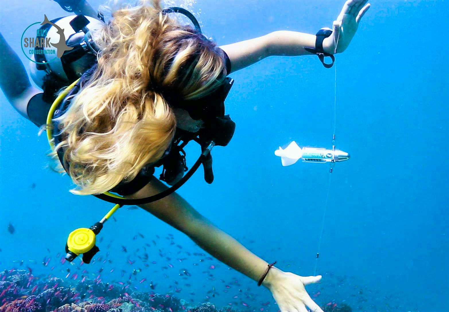 Beautiful juvenile white tip shark