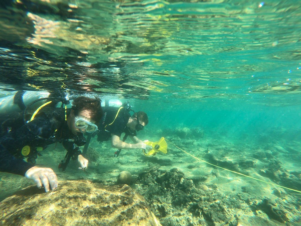Our volunteers diving to inspect corals