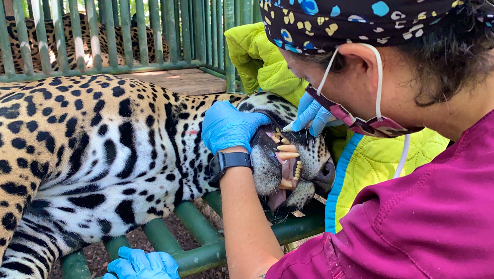 Veterinary Internship With Wildlife Volunteer in Costa Rica 2024