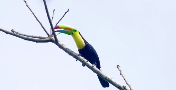  Bird Research in Costa Rica