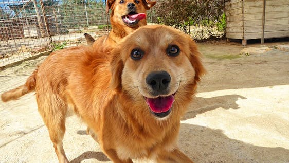 Vrijwilligerswerk programma's met honden Support Dog Shelter