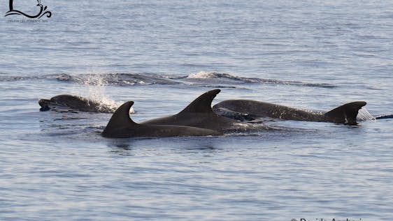Bénévolat avec dauphins Dolphin Internship