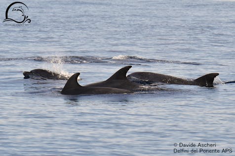  Dolphin Internship Conservation project