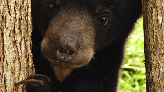 Vrijwilligerswerk in een wildreservaat in Indonesië  Sun Bear Sanctuary