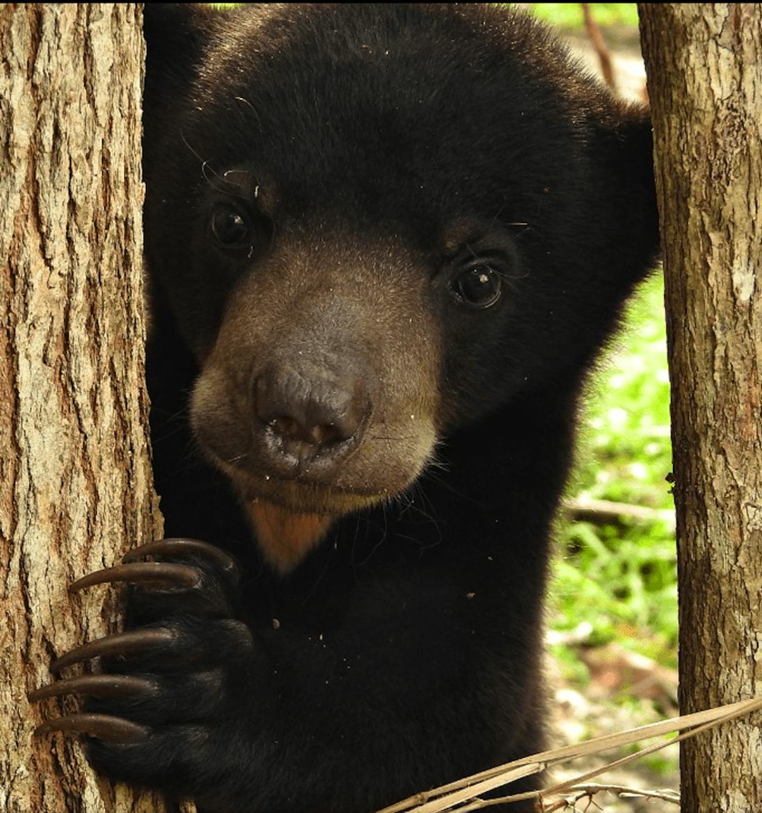 Sun Bear Sanctuary | Volunteer in Indonesia 2025