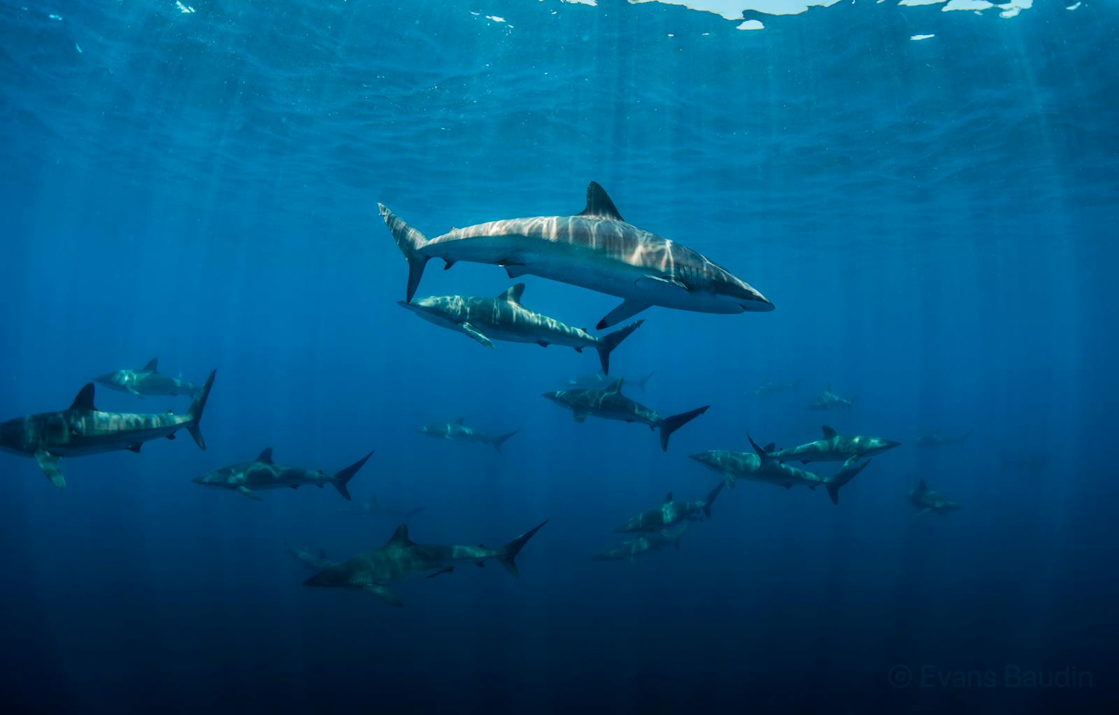 Shark Internship Voluntariado en México 2023