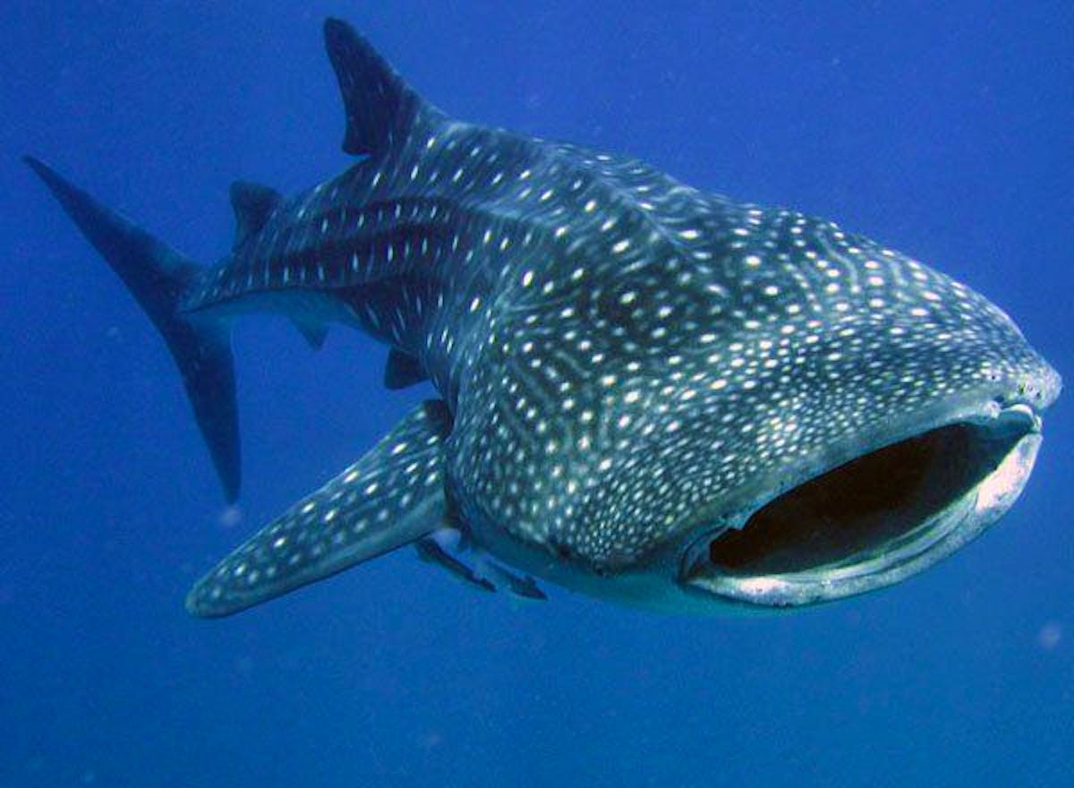 Whale Shark Conservation & Diving Volunteer in Belize 2024